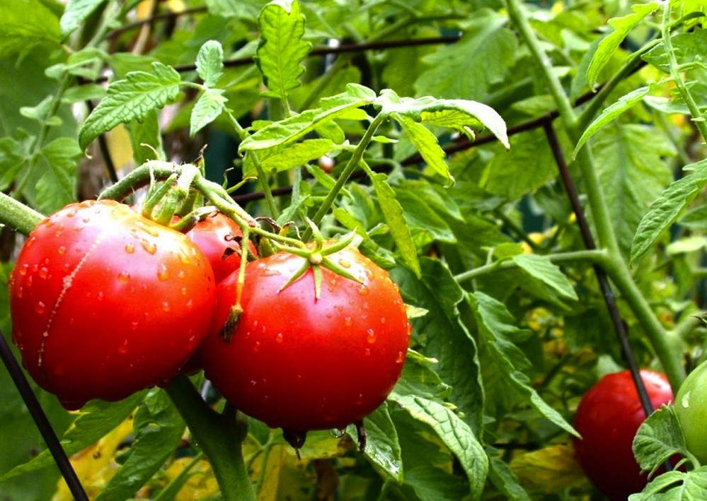 Tomato plant, aged 3 months